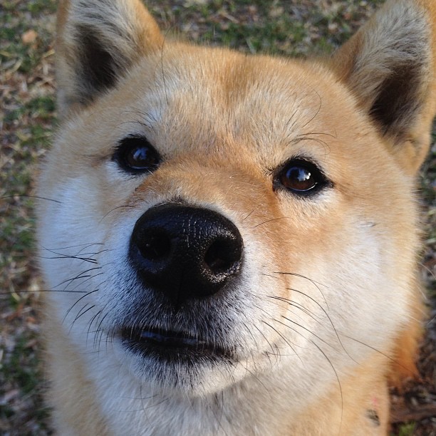 罗马对阵瑞士,迪巴拉成为全场焦点